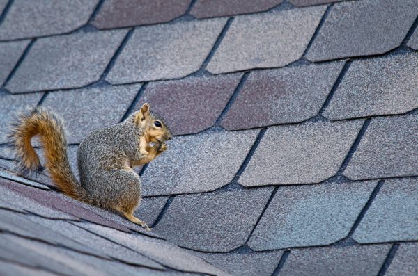Winchester Wildlife Removal