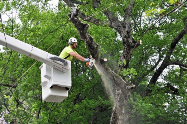 Winchester Tree Trimming