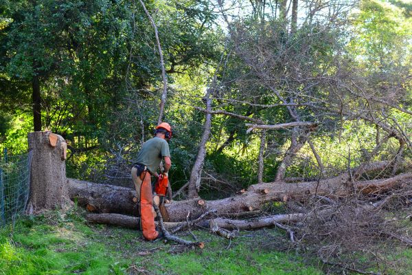 Winchester Tree Removal
